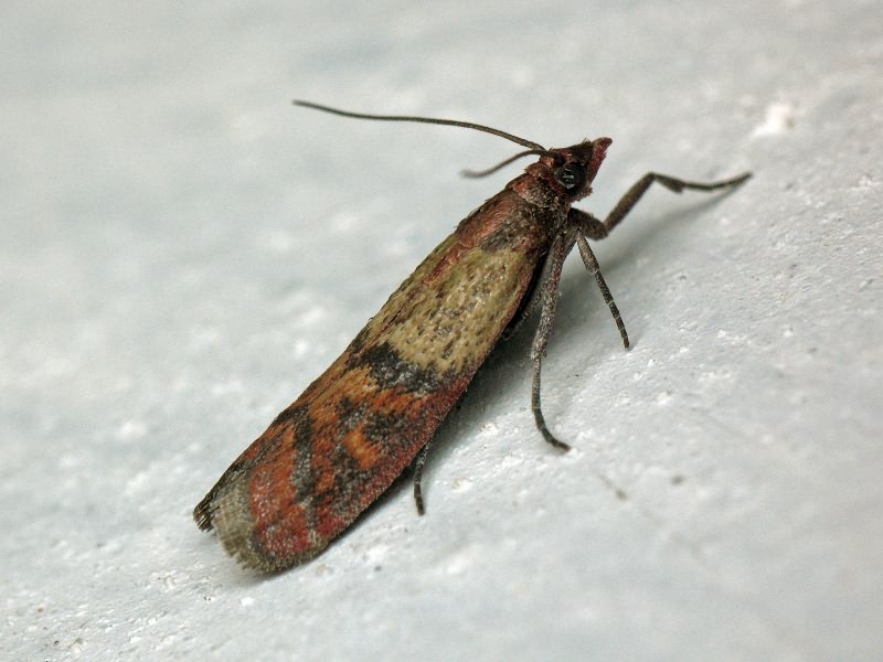 Plodia interpunctella (Hübner, 1813)